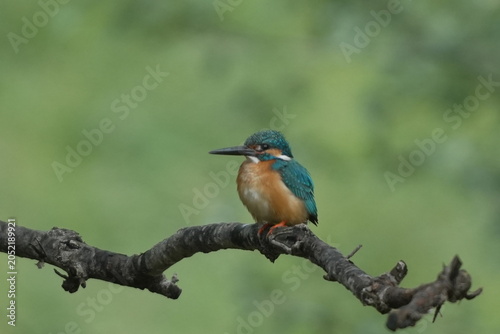 Vivid Blue and Orange Kingfisher on Branch