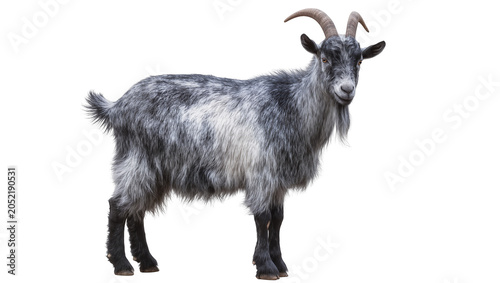 Tablou pe pânză Gray and white shaggy goat with horns and beard