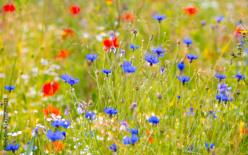 Konstfotografi Colorful early summer flower meadow  panorama