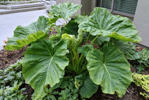 Gunnera tinctoria plant growing in a modern architectural garden with textured green leaves in a sharp focus shot for landscaping design