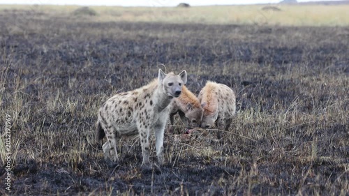 Spotted hyenas pull at a carcass and carry off bones across a burnt black plain - Masai Mara National Reserve, Kenya | African safari wildlife nature documentary 4K B-roll