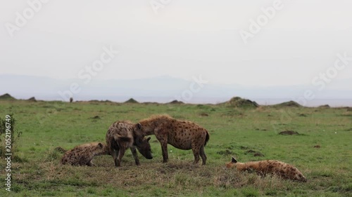 A clan of spotted hyenas gathers and rests on open green plains with distant hills behind - Masai Mara National Reserve, Kenya | African safari wildlife nature documentary 4K B-roll