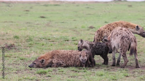 Spotted hyenas interact at a den while dark-furred cubs move among the adults on open green plains - Masai Mara National Reserve, Kenya | African safari wildlife nature documentary 4K B-roll