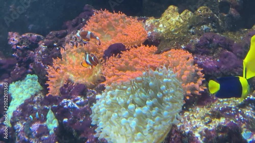 Clownfishes in anemones in a marine aquarium