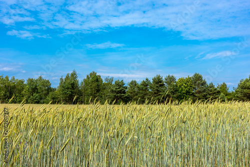 Green ears of unripe grain in the fields. Blue sky on a sunny day over the fields.