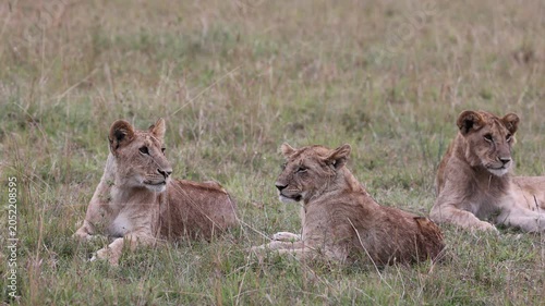 Three young lions lie resting together in open grassland, watching their surroundings - Masai Mara National Reserve, Kenya | African safari wildlife nature documentary 4K B-roll