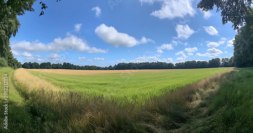Panoramic view of a large agricultural field with sections of green and golden wheat under a blue sky with white clouds on a sunny summer day