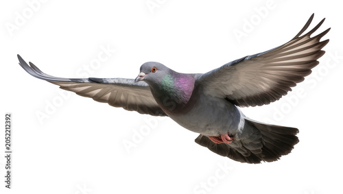 Canvastavla Rock dove pigeon bird flying with wings spread wide