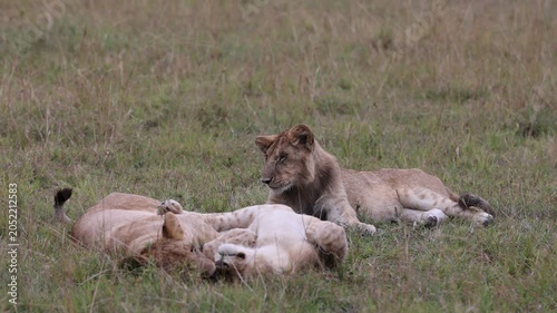 Two young lions rest and play in open grass, one rolling onto its back beside the other - Masai Mara National Reserve, Kenya | African safari wildlife nature documentary 4K B-roll