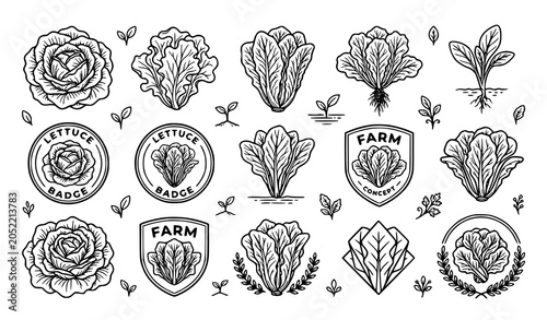 Photos Vintage lettuce farm illustration set hand drawn botanical graphics for packagin