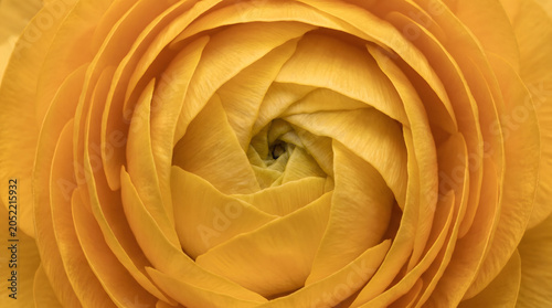 Photos Extreme close-up of yellow ranunculus flower with delicate petals and center det