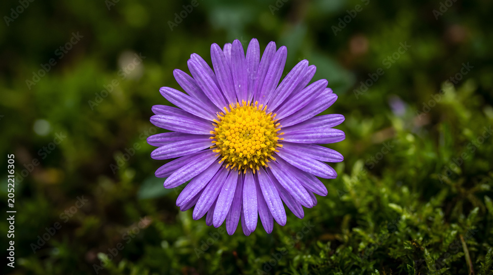 Fototapeta premium Close-up purple aster flower with yellow center in natural green grass setting
