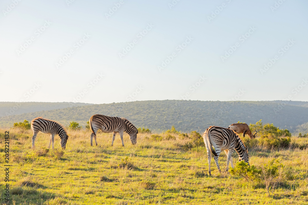 Fototapeta premium Zebra in Addo Elephant Safari Park