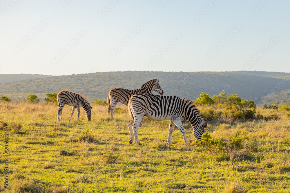 Fototapeta premium Zebra in Addo Elephant Safari Park