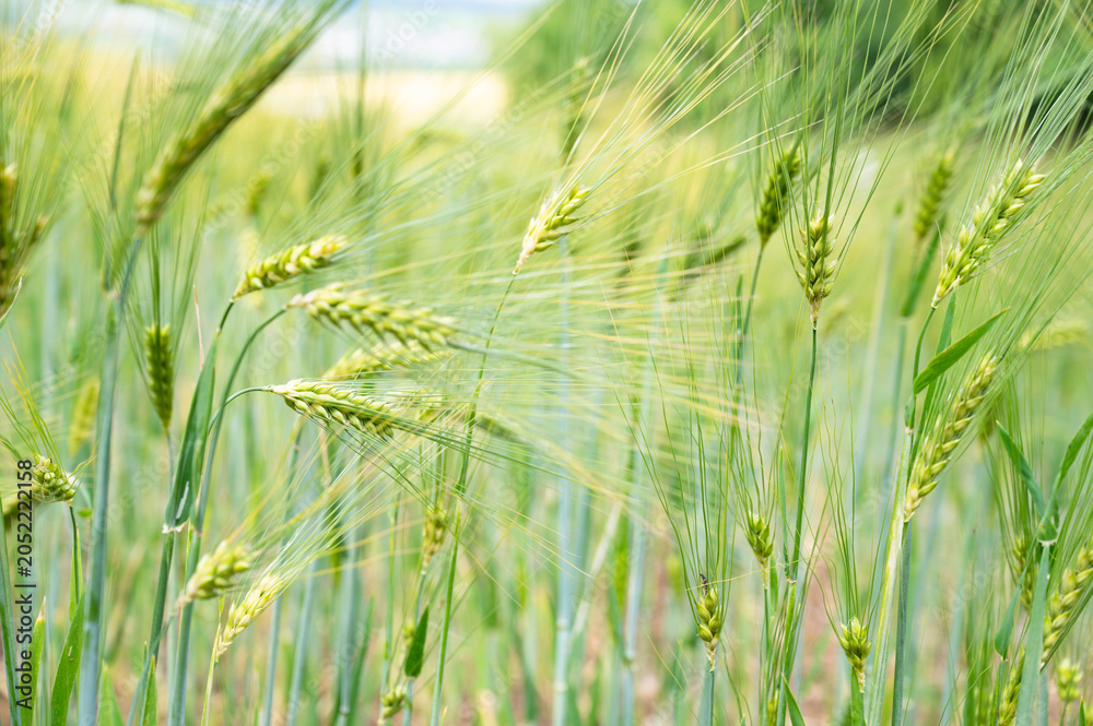 Obraz premium Barley ears growing on an agriculture field, cultivated grain, harvest in summer, farmland on countryside, food industry