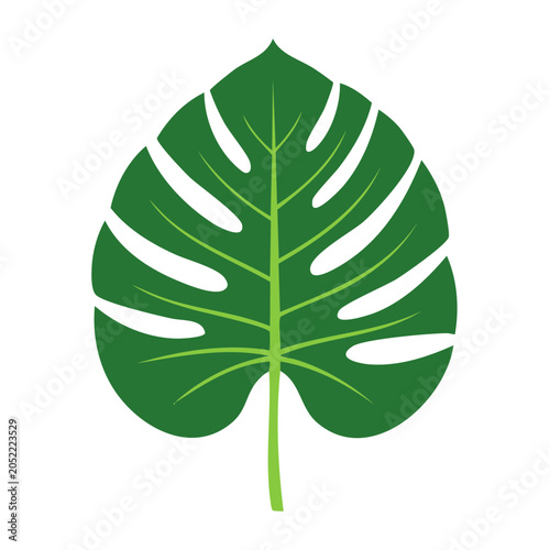 Monstera leaf illustration with white veins