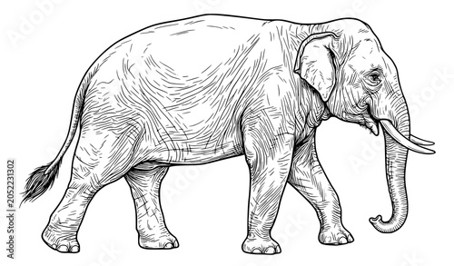 Tableau sur toile Realistic Elephant Animal Engraving Style Illustration Detailed Wildlife Mammal
