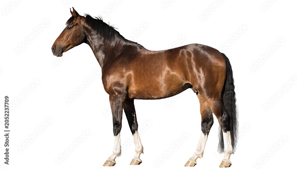 Obraz premium A brown horse with a black mane and tail stands against a white background