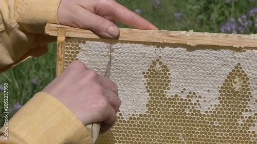 White European woman with honey frame from hive, fresh organic private apiary honeycombs.