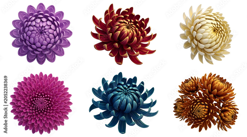 Fototapeta premium Set of colorful chrysanthemum flower heads isolated on a black background