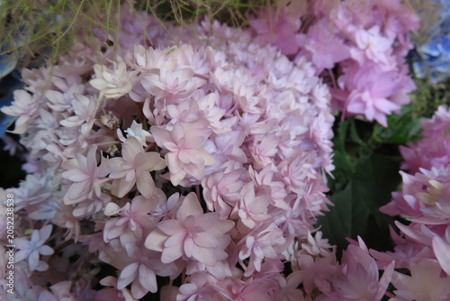 ピンクの紫陽花