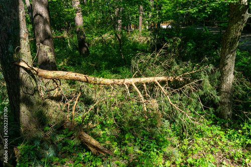 A fallen coniferous tree trunk in the forest is illuminated by sunlight. The aftermath of heavy snowfall.