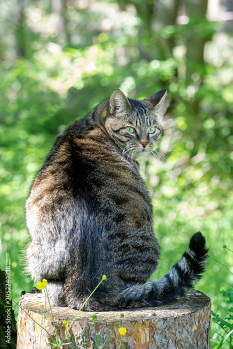 A gray, dark-striped adult cat with green eyes sits on a tree stump near Deneva, looking at the camera. Blurred green bushes are in the background.