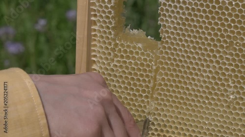 White European woman with honey frame from hive, fresh organic private apiary honeycombs.
