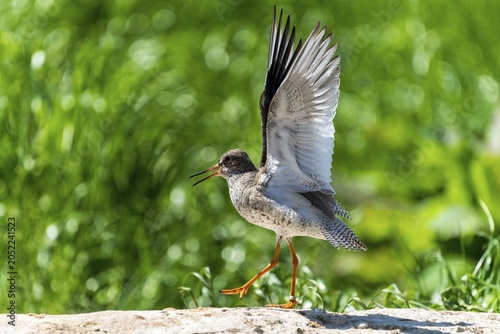 Bird with outspread wings on a rock in a green environment, Redshank, (Tringa totanus), France