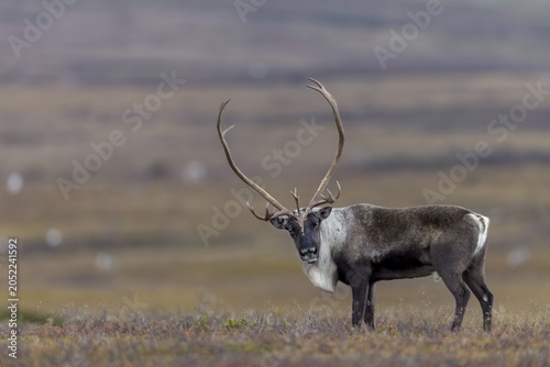 The antlers of reindeer bulls (Rangifer tarandus) can reach a considerable size, rut, autumn, Sweden
