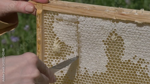 White European woman with honey frame from hive, fresh organic private apiary honeycombs.