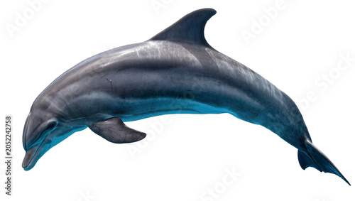 Quadro su tela Gray dolphin swimming with blue water reflection