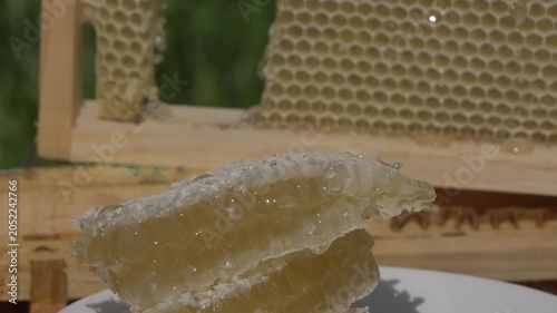 White European woman with honey frame from hive, fresh organic private apiary honeycombs.