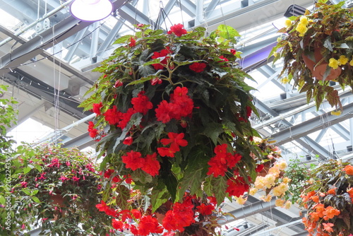 赤い花の植木鉢