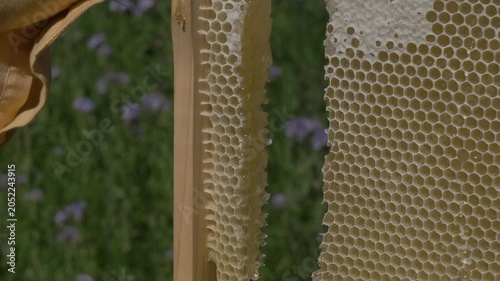 White European woman with honey frame from hive, fresh organic private apiary honeycombs.