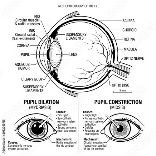 Foto Science sensory organs parts of the eye and human five senses