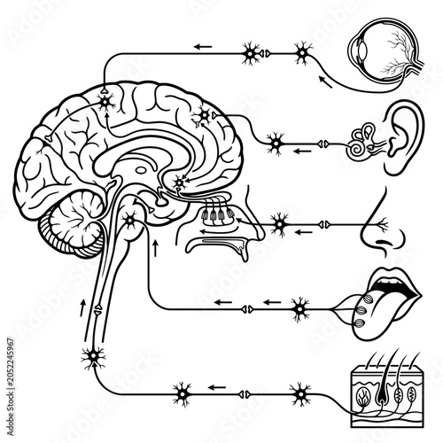 Foto Science sensory organs eyes nose ears skin hair parts of five senses