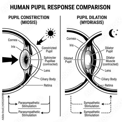 Bild auf Leinwand Science sensory organs parts of the eye human five senses diagram