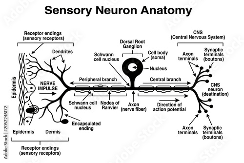 Foto Sensory neuron anatomy science and parts of the skin five senses