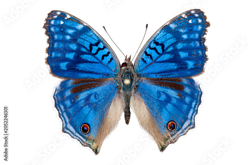 Fotografia Papillon nymphalidae Junonia rhadama de la Réunion