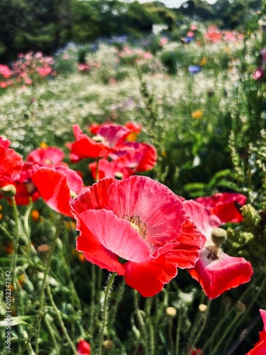 red poppy flowers