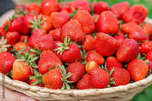 Φωτογραφία Full wicker basket of fresh red strawberries closeup