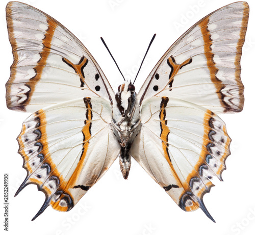 Schilderij op canvas Papillon nymphalidae Polyura eudamippus