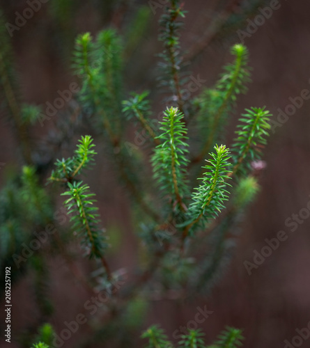 Foto Close-up of Erica platycodon, a species on the family Ericaceae, endemic to the
