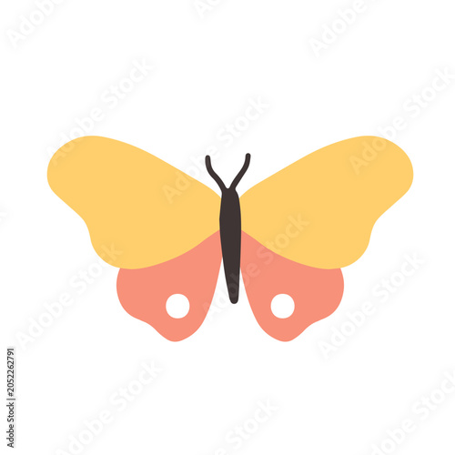 Beautiful butterfly flying, top view. Summer nature insect in flight. Gracefu...