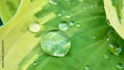 Fotografía 雨上がりのホスタの葉の上で丸く輝く大きな水滴のクローズアップ  Close-up of a large round water drop shining on