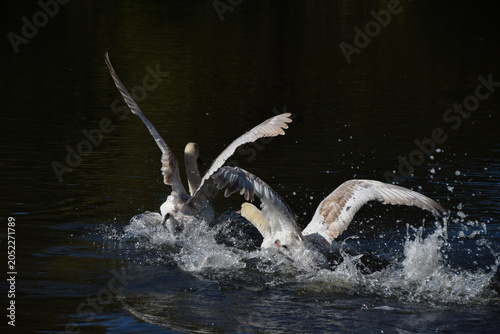 Cuadro en lienzo A pair of mute swans fight in a lake.