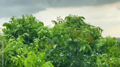 Tree branches swaying in strong storm winds.