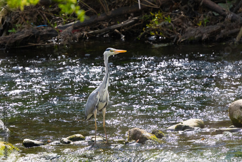 Foto Grey Heron hunting for food in a river, England, UK.