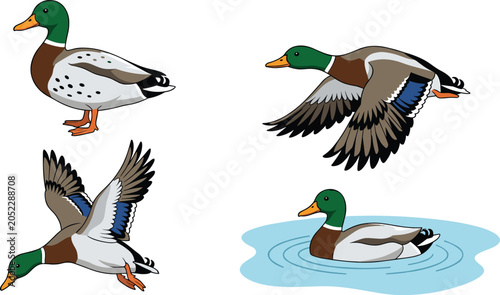 Εκτύπωση καμβά Wild mallard duck character vector illustration set featuring drake waterfowl bi